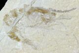 Two Cretaceous Fossil Shrimp - Lebanon #107554-1